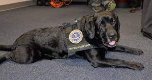 Photograph of Gio, FBI Crisis Response Canine.