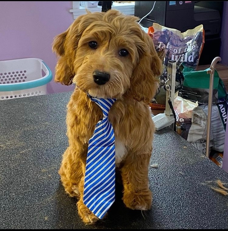 italianmarket's tweet photo. Is there any better way to to celebrate #NationalDogDay then to look at cute photos of dogs?! Thanks to Pit Stop HQ &amp; 9th Street Grooming, there are many dogs in the Italian Market to say 'AW' to! #9thStreet #ItalianMarket #PhillyDogs https://t.co/9AFr0wBINJ
