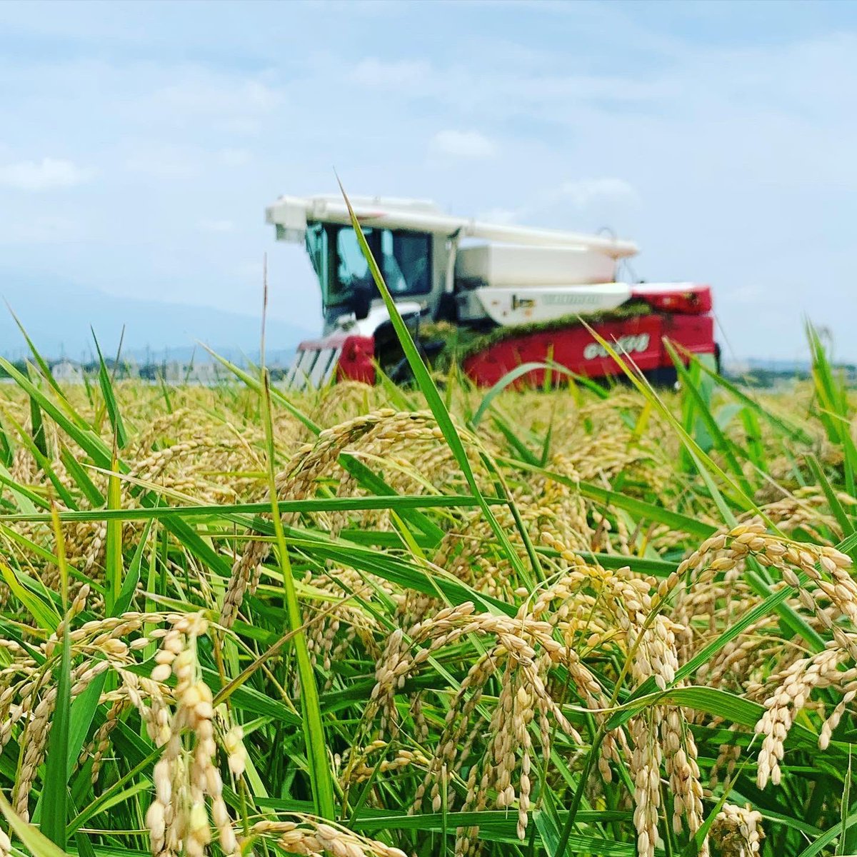 1158Tomo's tweet photo. 2021年 稲刈りスターティン🌾♡

#稲刈りスターティン #ヤンマー
#コンバイン #GC698
#あきたこまち #新米 #こだわり農業 #楽しい農業を https://t.co/emaUPitcw1