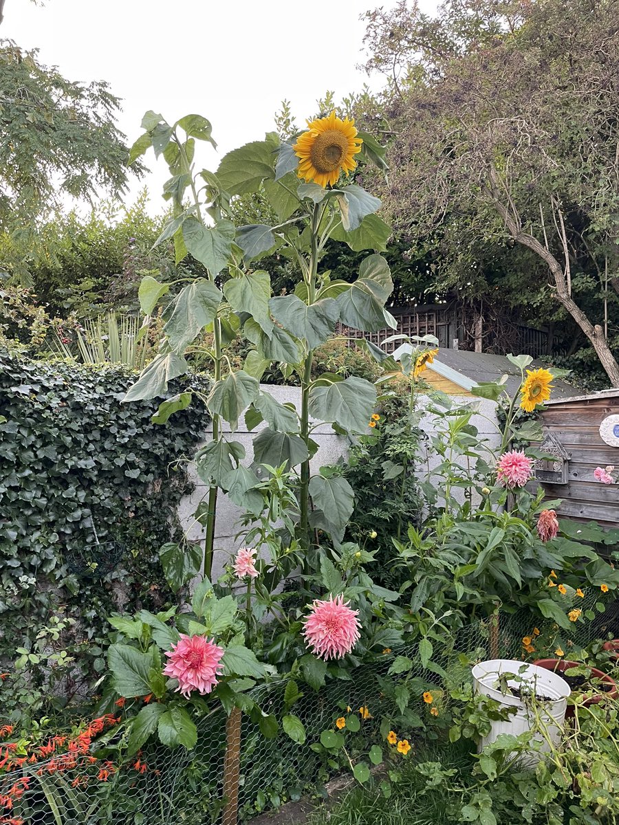 sarahmasonpro's tweet photo. Where is the tallest sunflower 🌻 Is this it ? I am loving this one which is over 10ft which is in my brothers garden @jmason #jackandthebeanstalk #sunflower #summerindublin #ireland #garden https://t.co/nEqQWgi0R8