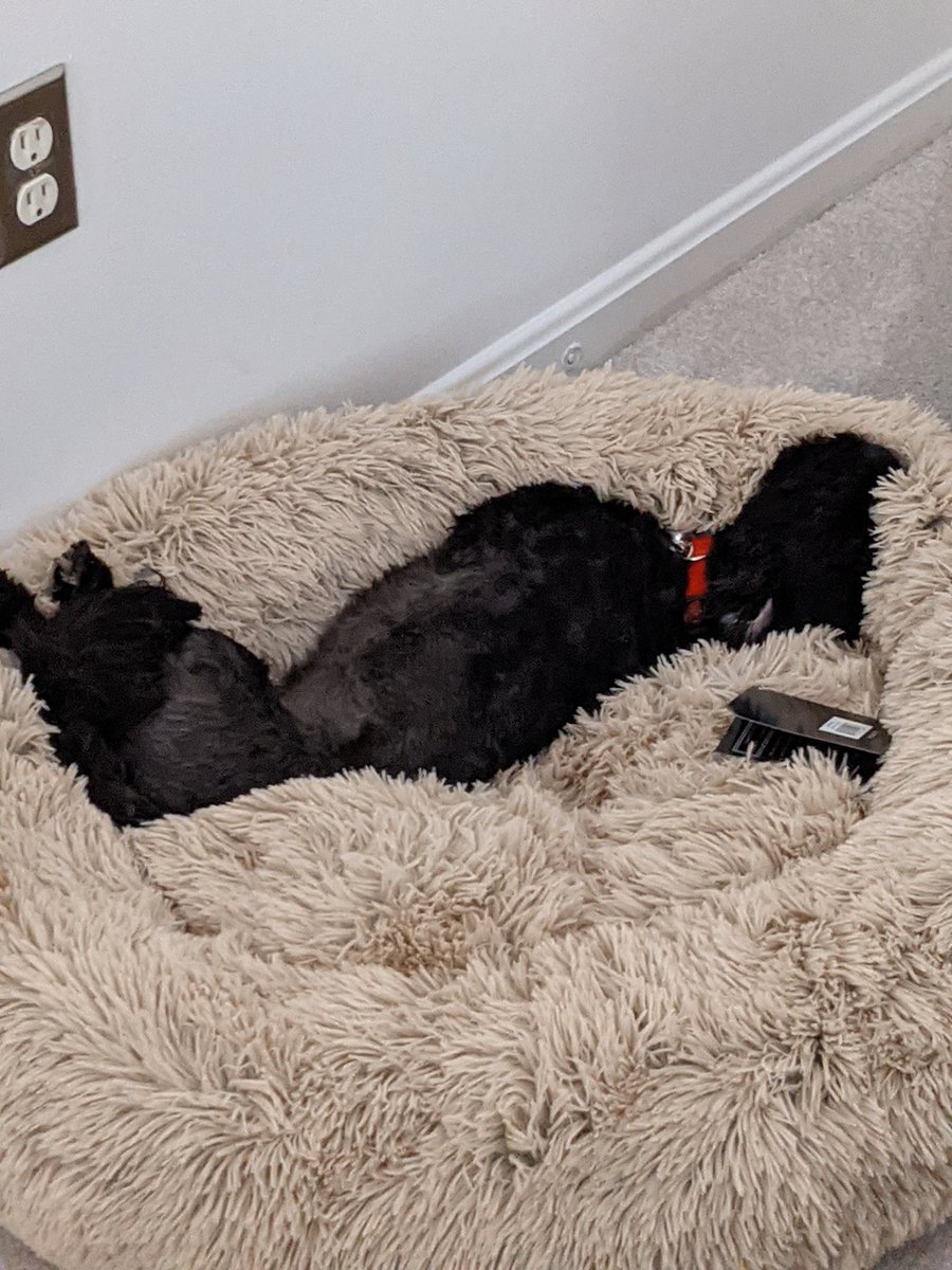 makemeadrink210's tweet photo. This is our baby Sam in his new bed in our new home🏡🥰🐶🐕 #Fox5dc #NationalDogDay #gooddaydc https://t.co/nkf0ljU95u