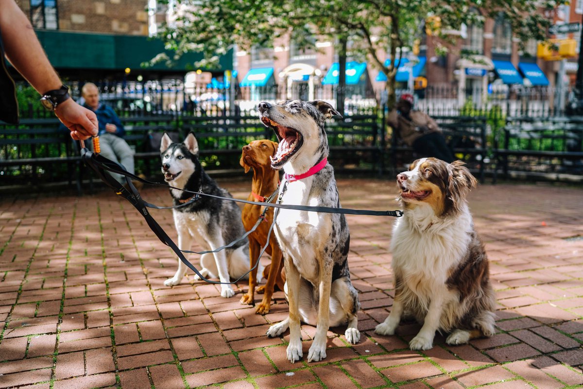 RiverbendatPI's tweet photo. It’s pretty simple: We love dogs. Happy National Dog Day!
#RiverBend #PortImperial #Weehawken #NationalDogDay #DogDay https://t.co/bKbTQFT4KR