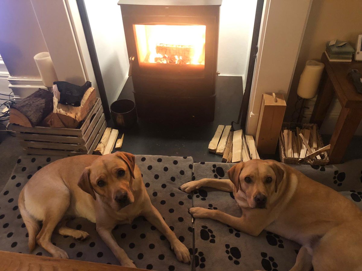 Here’s my puppies 🤣 for #InternationDogDay 💕💕🐶🐶