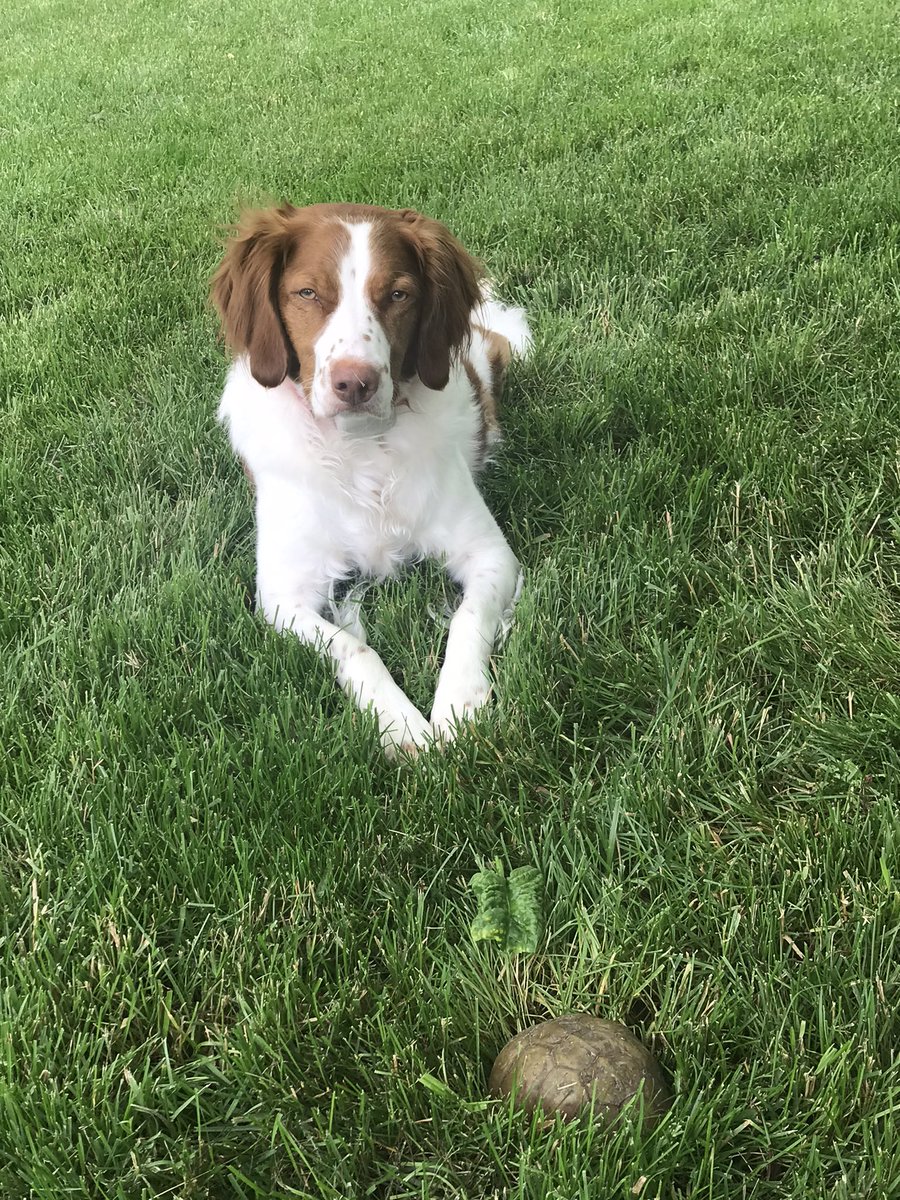 MichelleHiatt1's tweet photo. @RandiNaughton @FOX2now @FOX2morning Our girl, Charlee❤️ https://t.co/eZHKavjAvc