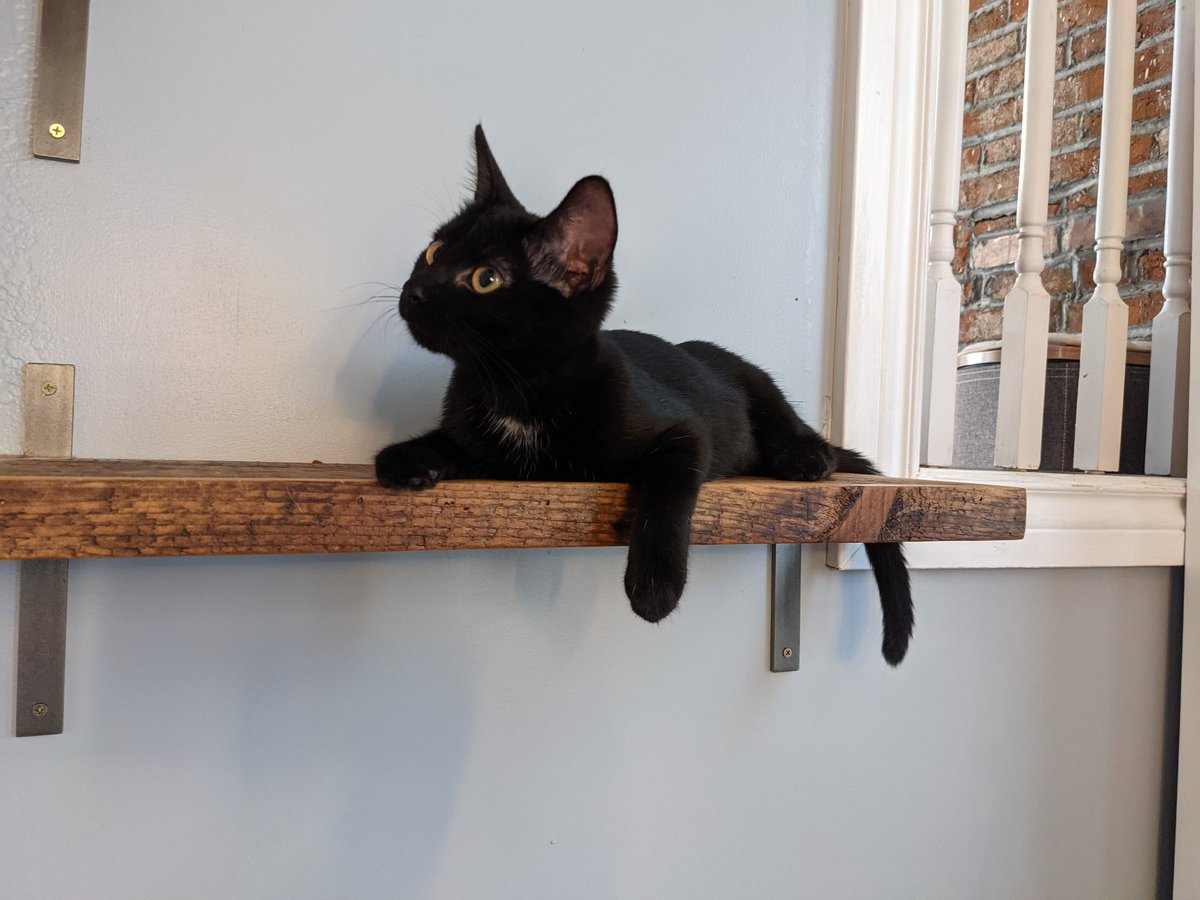 if yall know anyone who is thinking about a kitten, this crop is very good 

they are giving mango and molasses a run for their money on best kittens of all time