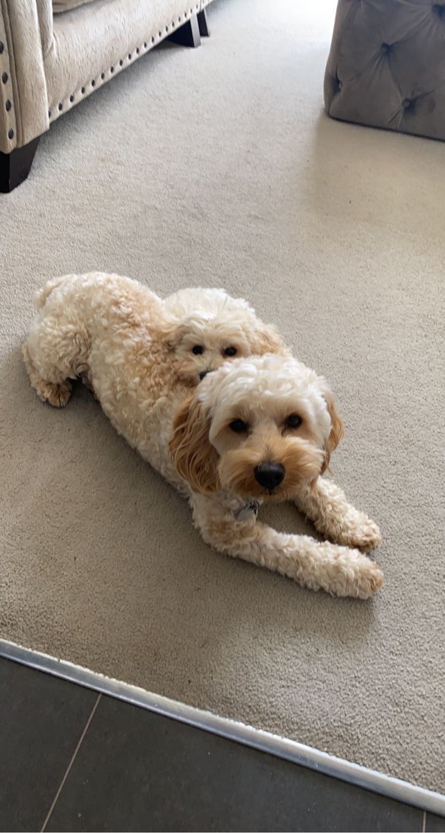 Happy #InternationalDogDay to my first and second born children ❤️