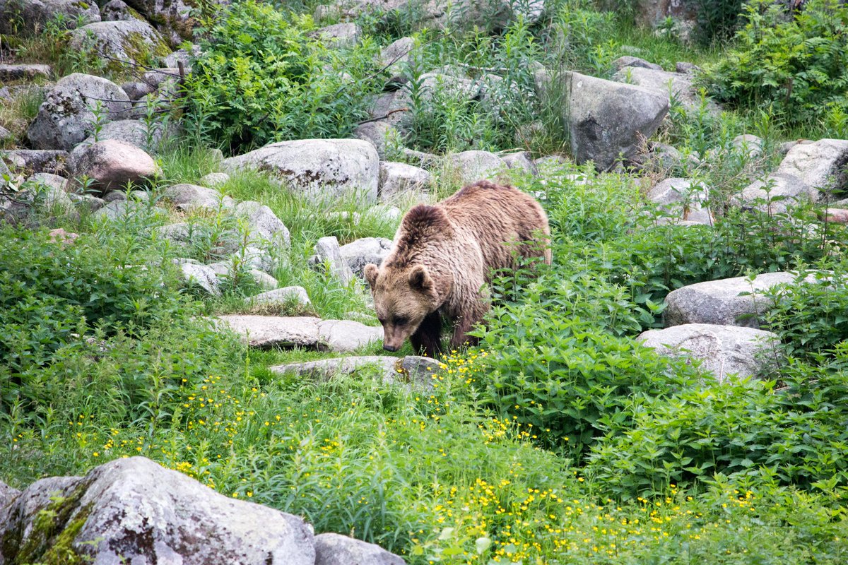 Hannes Frederik Bode (@hannesbode) on Twitter photo URSUS ARCTOS, the finnish brown bear. (Ranua zoo) URSUS ARCTOS, the finnish brown bear. (Ranua zoo)
