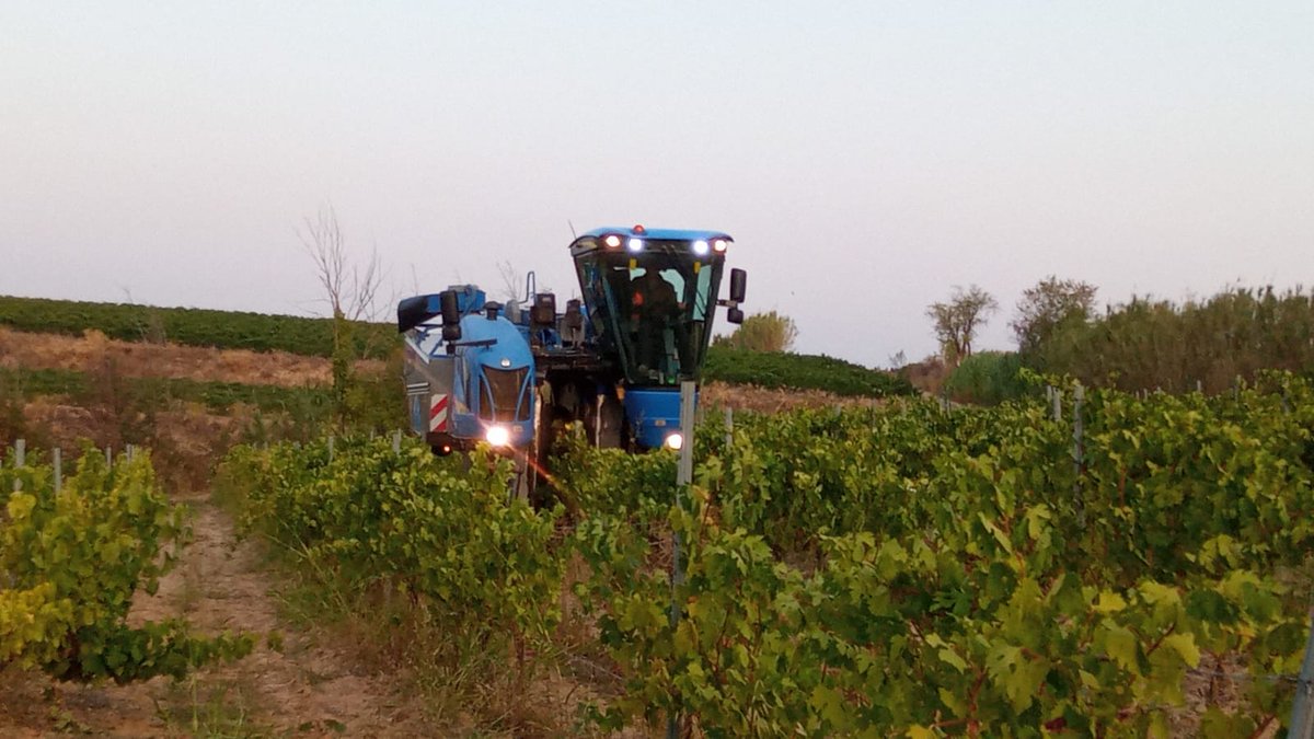Després d’uns dies de veremar a mà ha tocat el torn a la veremadora, tota una manera diferent de treballar la recepció de verema i la vinificació. (bm)
#formació #verema2021 #vendimia2021 #harvest2021 #vendange2021
