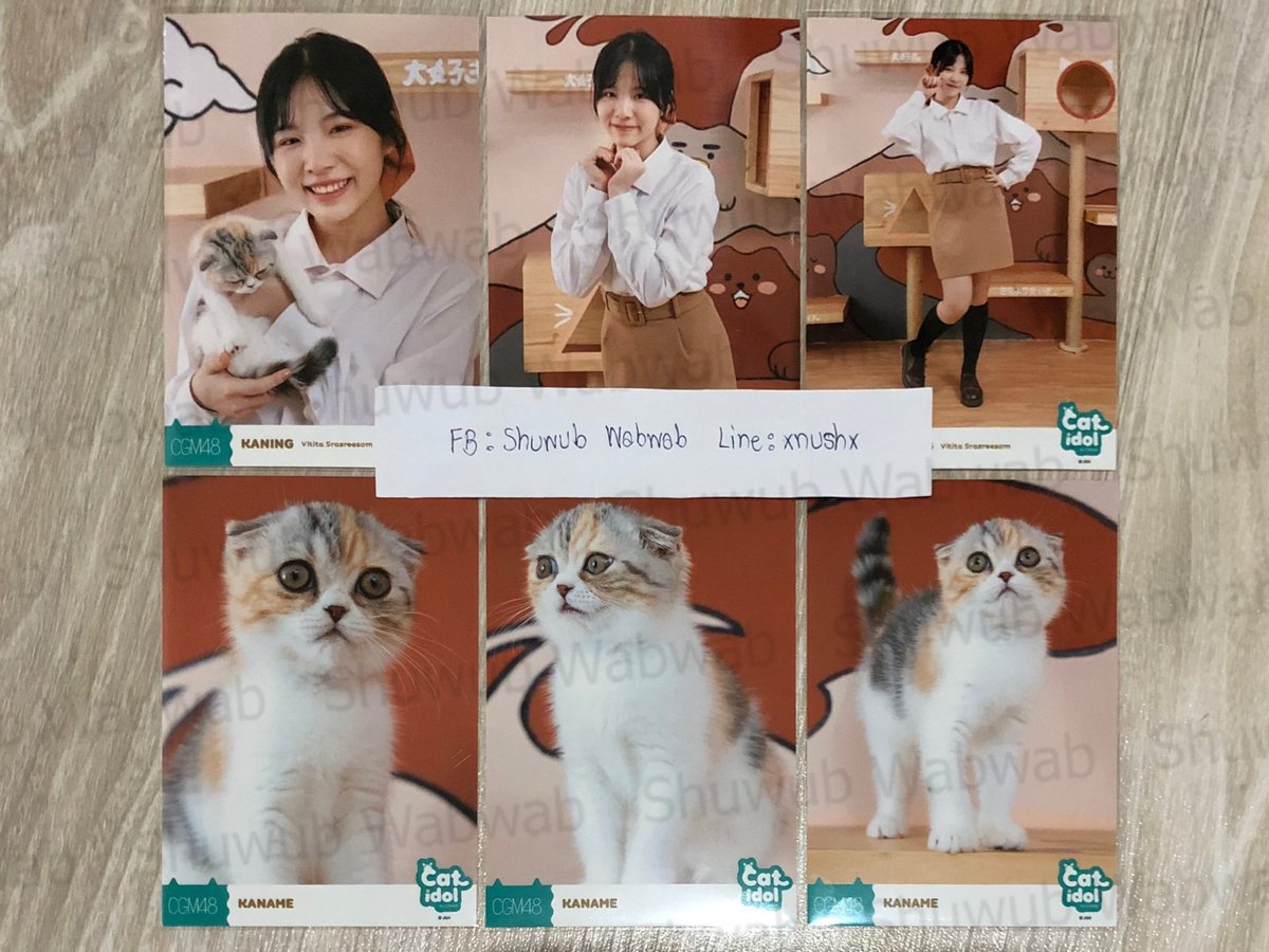 Shuwub's tweet photo. 🔥 Comp cat idol🔥
350 คานาเมะ
1300 คนิ้ง
600 มามิ้ง
500 ฟอร์จูน
450 สิตา แชมพู
350 ออม นีนี่
300 พิม
250 แองเจิ้ล ปิ๊ง
200 ปะริมะ เหมย 
180 ไข่หวาน ปีโป้
50  มีน พั้นช์ รินะ
120 เจเจ ณิชา เจย์ดา 
90 เคียล่า ละติน
30 ฟ้าใส
ค่าส่ง40
#cgm48market #ตลาดนัดcgm48 #CatIdolbyCGM48 #แมว https://t.co/DUIWUvesXZ