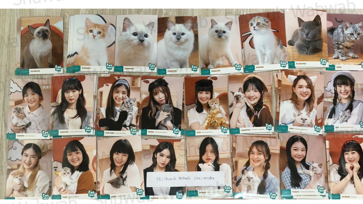 Shuwub's tweet photo. 🔥 Comp cat idol🔥
350 คานาเมะ
1300 คนิ้ง
600 มามิ้ง
500 ฟอร์จูน
450 สิตา แชมพู
350 ออม นีนี่
300 พิม
250 แองเจิ้ล ปิ๊ง
200 ปะริมะ เหมย 
180 ไข่หวาน ปีโป้
50  มีน พั้นช์ รินะ
120 เจเจ ณิชา เจย์ดา 
90 เคียล่า ละติน
30 ฟ้าใส
ค่าส่ง40
#cgm48market #ตลาดนัดcgm48 #CatIdolbyCGM48 #แมว https://t.co/DUIWUvesXZ