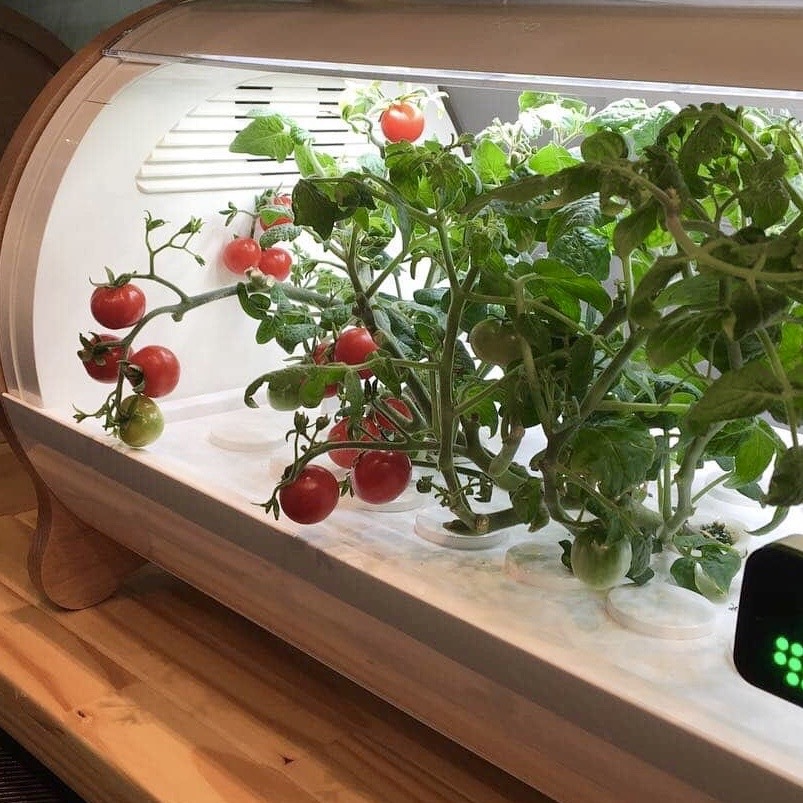 値下げしました foop IoT水耕栽培機 家庭菜園 自由研究など