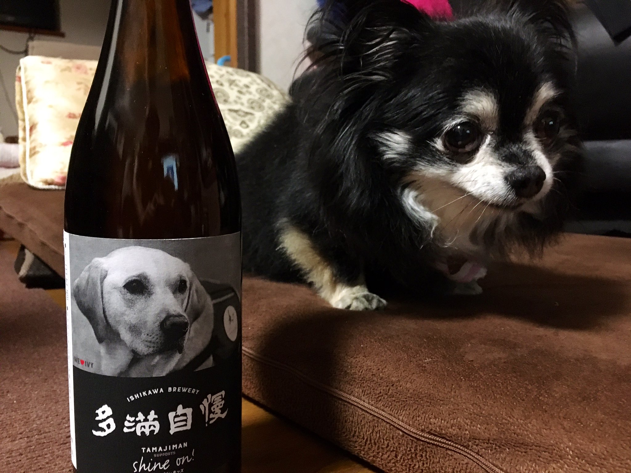 ハム平 Rt 623tmr 今日世界犬の日なの アンジーと犬ラベル日本酒 T Co Dm8aqaowux Twitter