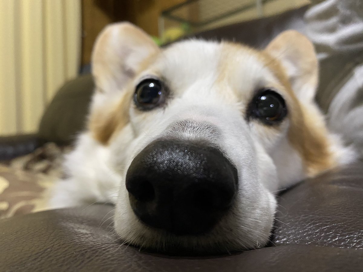 世界中のわんこが
安心して暮らせますように
#世界犬の日 #WorldDogDay