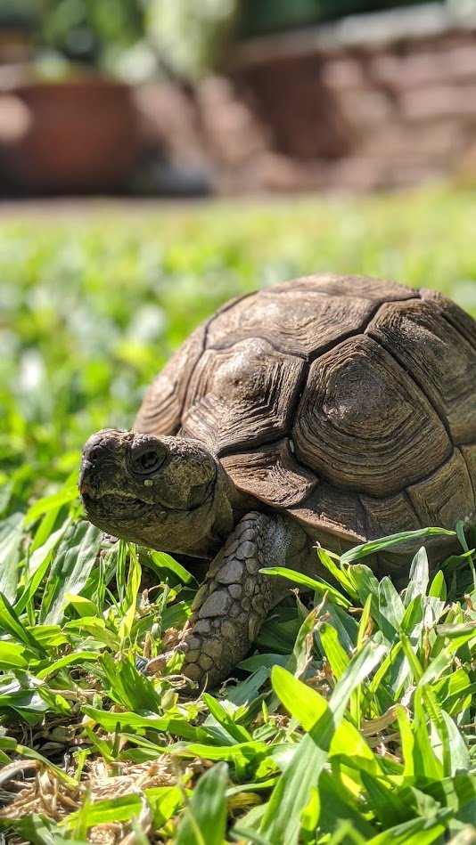 @guidokafkaa Acá también mi tortuga heredada. No sabemos cuanto tiene pero unos 40 años seguro. 
Sus pasiones son: el pepino y juzgarte