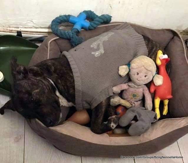 It has been nearly a year since Walter's dog Nennella was rehomed after a catastrophe of mistakes by warden and council.
New family are still declining to return her.
Nennella IS Walters dog, with legal action we can #bringnennellahome 
Donation link  paypal.com/pools/c/8BQXfS…