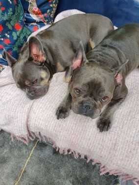 mobiusworksltd's tweet photo. Meet Nora and Skye, managing director and founder Lee Bignell’s two French bulldogs!🦮
 
As its national dog day, we thought it was only right to share some of the #teammobius pooches.🐕 https://t.co/pza9ijIDzR