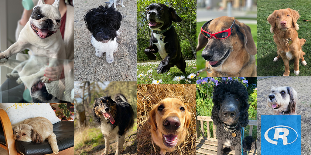 ReliableCntrls's tweet image. Happy #InternationalDogDay! Let&apos;s face it—it&apos;s one of the best days of the year, because we get an excuse to celebrate our furry family members even more than usual. 

If you need a cute overload today, look no further than these adorable #ReliableControls pups. 🥰