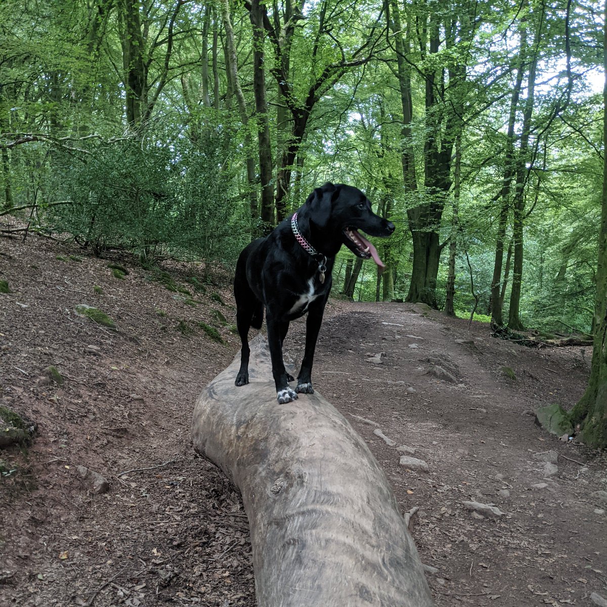 Liz Evans tweet media