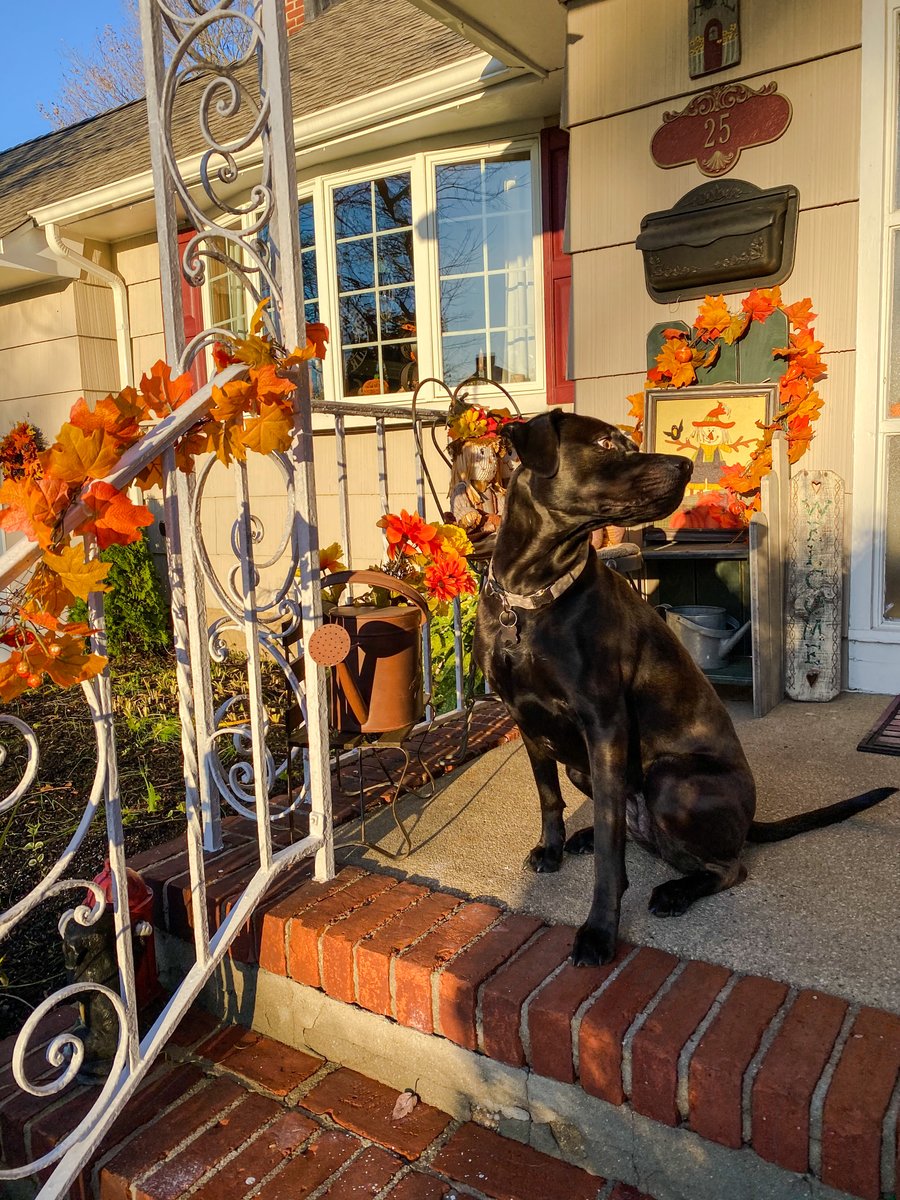 Willa (adopted from WTAR in 2017) is all set to celebrate a new season 🍁🍂 Happy #FirstDayOfFAll! #Autumn #FirstDayOfAutumn #NationalDogWeek #SavingLives #SaveTheFuzzBalls #TogetherWeCanSaveThemAll