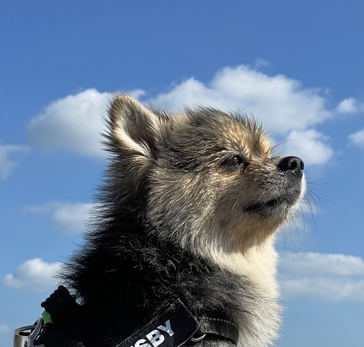 carabwilliams's tweet photo. International Dogโs Day is apparently a thingโฆloving our time away with our very naughty Pom #InternationalDogDay #Gatsby #GatsbyThePom #MoneyShot #AdoptDontShop #RescueDog #Pomeranian #DogPortrait #DogsOfTwitter #WestWittering #UKBeach #WestSussex #MercerPets @lifeatmercer https://t.co/MXE6BSqw65