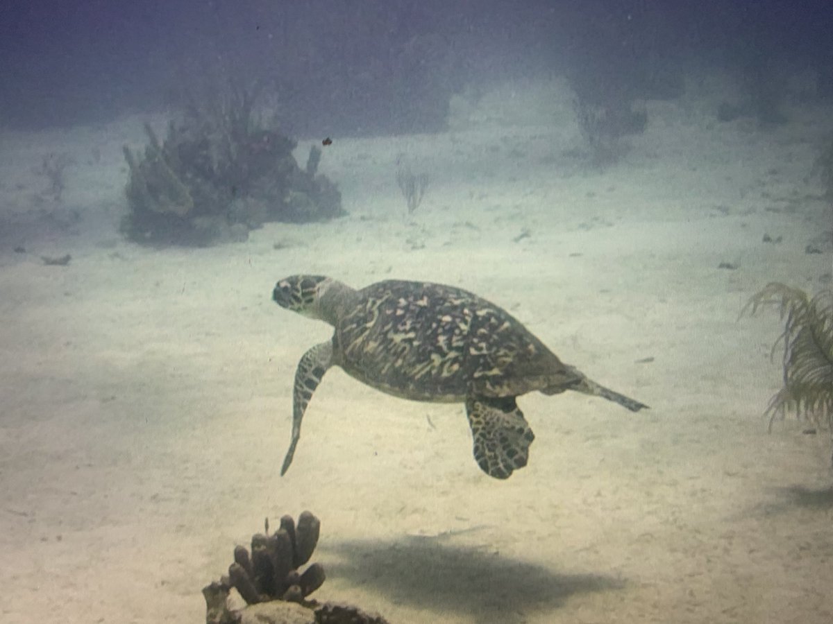 Thanks <a href="/EclecticEye/">Eclectic Eye</a> for getting me situated with the right contact lenses to enhance my visibility during my underwater adventures! Was much easier to see this!!