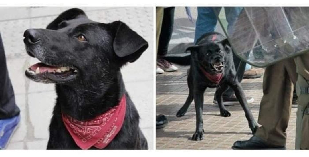 ET004GPT's tweet photo. Un día como hoy, 26 de Agosto, pero del 2017, murió el Negro Matapacos 😢... Buen perro 💚 https://t.co/A1PJnaqyAQ