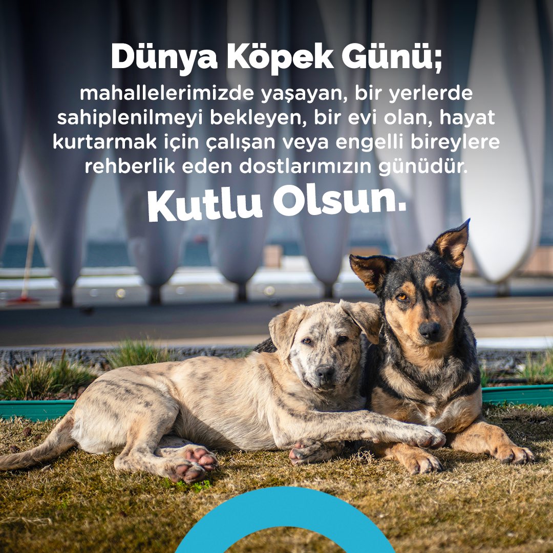 Bugün Dünya Köpek Günü… Tüm hayalimiz sokak hayvanlarıyla uyum, sevgi ve güven içinde yaşadığımız örnek mahallelerken kutlamaktan bu kadar mutlu olacağımız başka bir gün bulamazdık.
