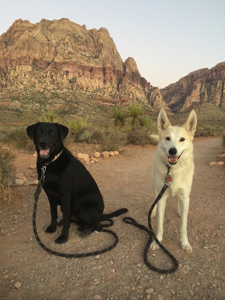 lasvegas_ape's tweet photo. @HoldingsYolo Cheers Noah🍻 Very similar story with my Henry (on the right). He was abused and was very aggressive when I got him. Wouldn't even let me pet him.
I knew all he needed was a Labrador.... enter Fred.
They're still crazy, but live a great doggie life. I HODL for them🦍#AMCDogs https://t.co/VT4QyMDytK