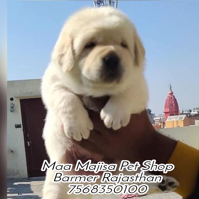 Maa Majisa Pet Shop Barmer 7568350100 on Twitter: Maa Majisa Pet Shop Barmer 7568350100 on Twitter: