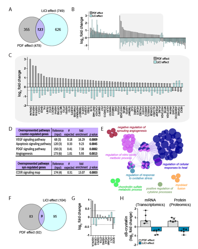 RebeccaHerzog11's tweet photo. αB-crystallin (CRYAB) was the candidate protein up-regulated in all experiments and counter-regulated in both omics analyses and it was dose-dependently reduced by LiCl. Counter-regulation analysis (PD vs PD+LiCl) revealed consistent involvement of VEGF pathway signaling. 5/ https://t.co/wol90kKX5R