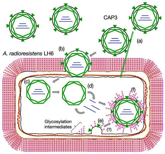 Check out this article from the Szymanski Lab! 
RNA and Sugars, Unique Properties of Bacteriophages Infecting Multidrug Resistant Acinetobacter radioresistens Strain LH6 mdpi.com/1236302 ##mdpiviruses via <a href="/VirusesMDPI/">Viruses MDPI</a>