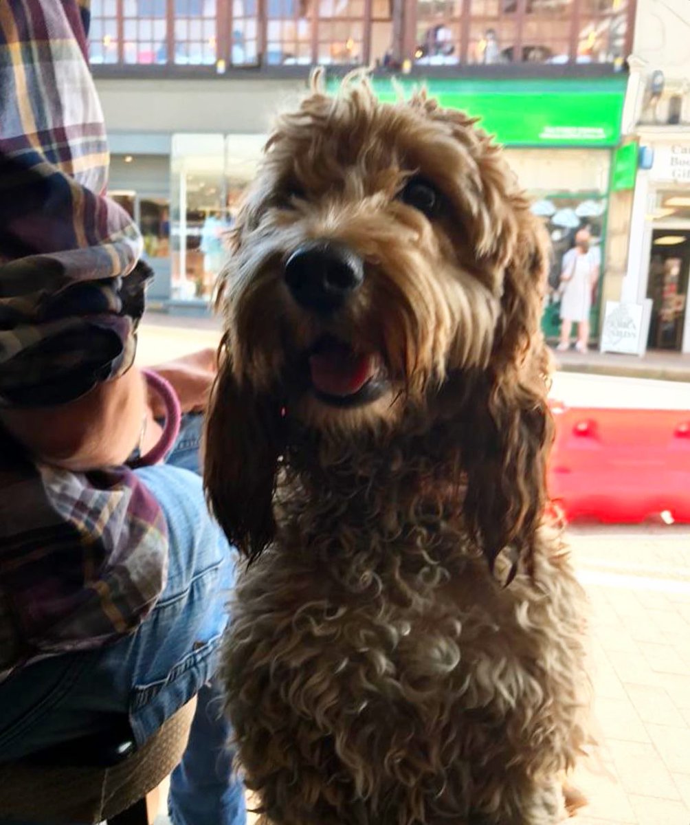 TheBedfordTW's tweet photo. Happy International Dog Day🐶 
All dogs are always welcome at The Bedford: free treats, a bowl of fresh water and lots of cuddles from our staff ready for them☺️
Meet our regular - Mika, she started visiting us as a cute poppy and we are proud to see her growing ❤️#dogfriendlypub https://t.co/elKwIUUAUC
