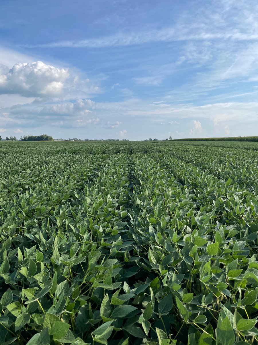 The 2022 class Enlist E3 genetics are looking mighty explosive, great mini-strip plot outside Covington OH. #ebbertsseeds #enlistE3