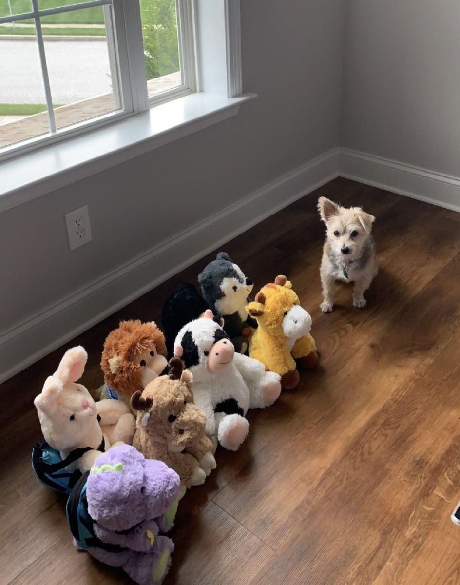 kmustard6's tweet photo. Just a dog and his squad of @sendafriendco #NationalDogDay #sendafriend #SquadGoals #Teddy https://t.co/bcZFbOXstu