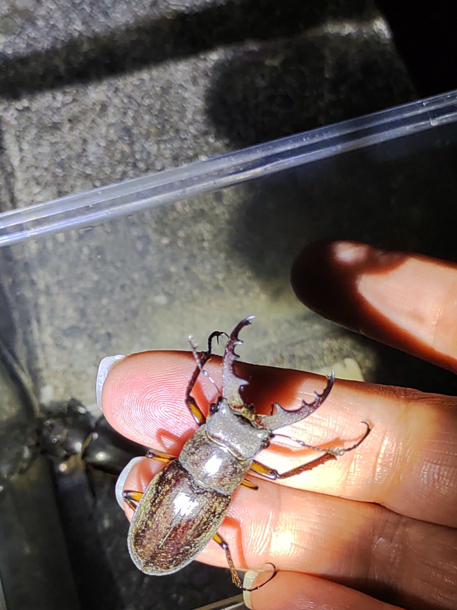 小さめだがよきよき

来年また増えてくれ～
という事でリリース。 