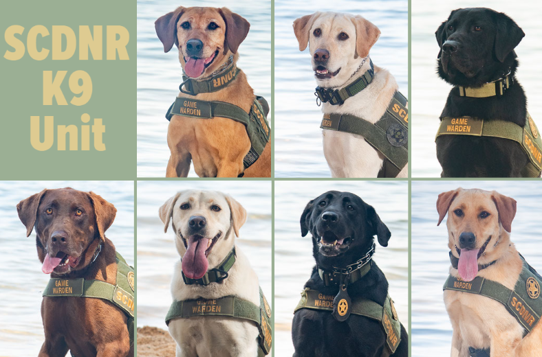 SCDNR's tweet photo. In honor of National Dog Day, meet the SCDNR K9 unit! https://t.co/BuBd2PqlHR