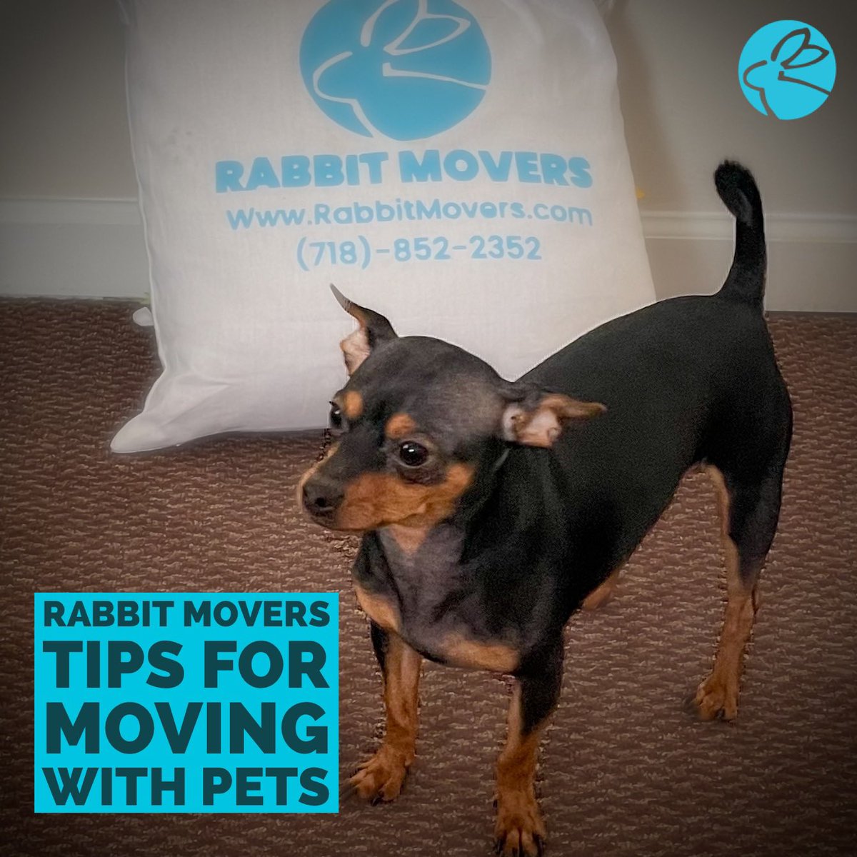 RabbitMovers's tweet image. Happy #NationalDogDay ! We have a 🐶 friendly office and wanted to share a few tips for moving with pets!

#movingwithpets #movingwithdogs #rabbitmovers #bookabunny #brooklynbunny #movingtips #movinginnyc #brooklynmoving #movingandstorage #nycmovers