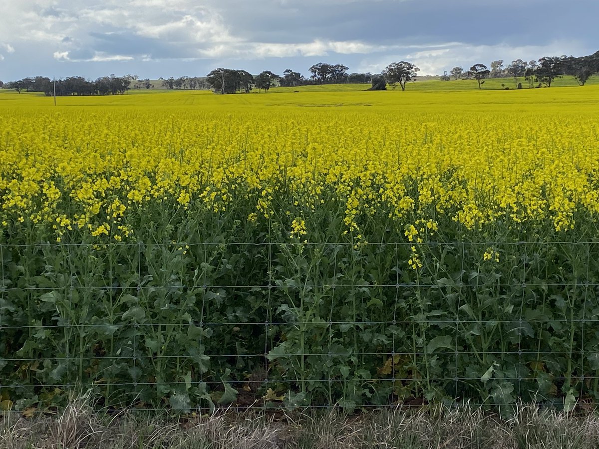 krisso888's tweet photo. HyTTec Trident going great at Wedderburn (Berrimal). @NuseedAustralia @AdrianC64619073 https://t.co/entd6ur9y1
