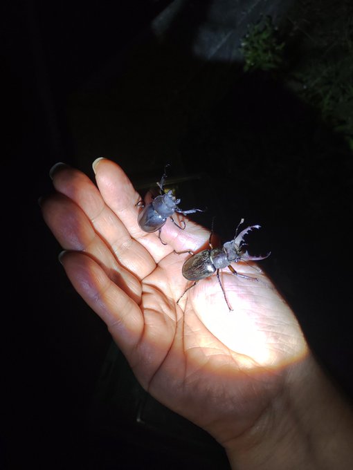 ミヤマクワガタのペア発見～ 