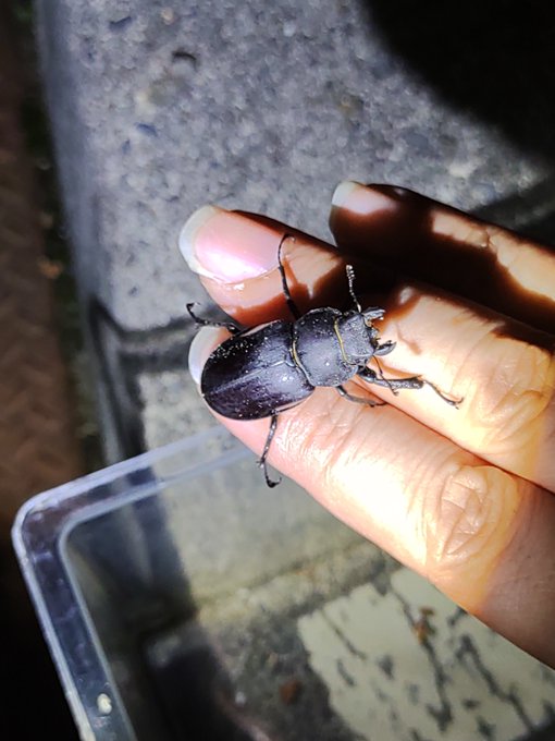 小さめだがよきよき

来年また増えてくれ～
という事でリリース。 