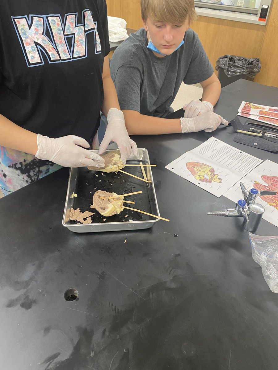 MrsTLLarkin's tweet image. .#spartanpride last day of summer academy and we dove right in … @Anatomage    and of course the real thing #learnthroughprocess a great two weeks ty @HurleySilbor for organizing this