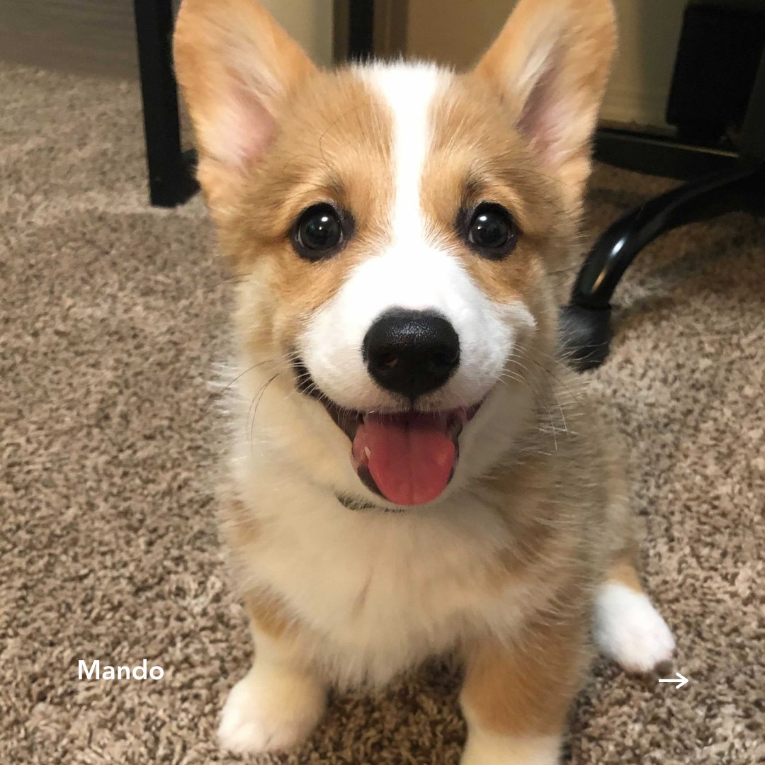 AppLovin's tweet image. Happy #InternationalDogDay to all the dog lovers out there! To brighten your day, here’s some pictures of our AppLovin pups. Enjoy!