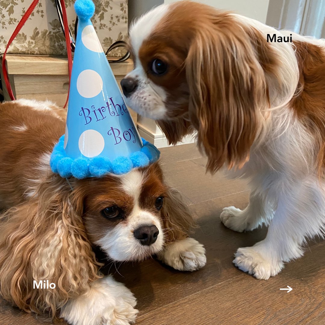 AppLovin's tweet image. Happy #InternationalDogDay to all the dog lovers out there! To brighten your day, here’s some pictures of our AppLovin pups. Enjoy!