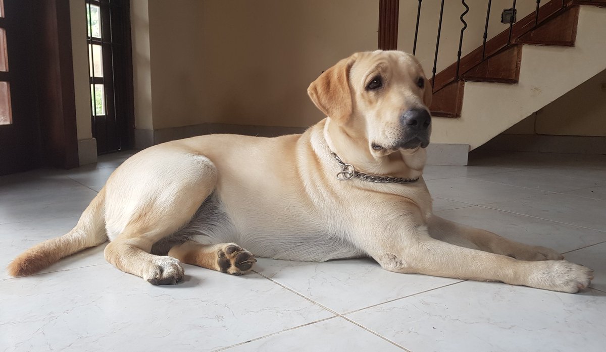 Shivster101's tweet photo. Happy #InternationalDogDay2021 🐶 https://t.co/7gOEq4jZqs