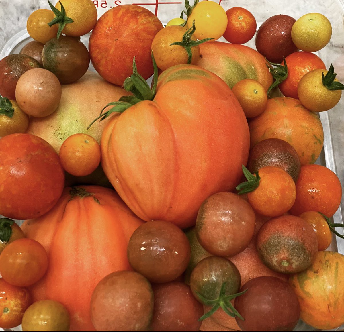 Enormous sense of pride picking these tomatoes that we grew from seed here in @DunbrodyHouse @Kevindundon this season we grew 5different types of tomatoes in our kitchen garden. #giy #kitchengarden #zerofoodmiles #sustainable picked at 3pm &on our menus tonight @MichelinGuideUK