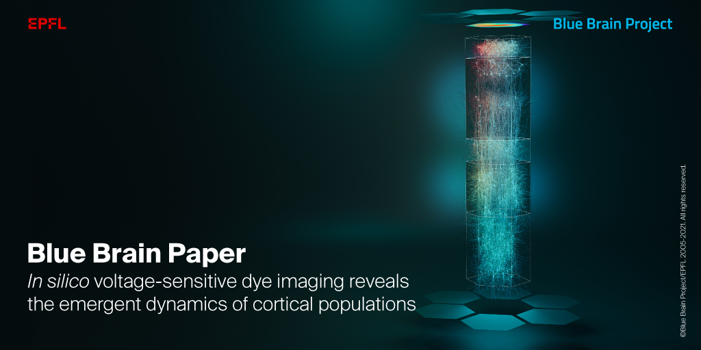 How should we interpret measurements of cortical activity?

Simulations shed new light on voltage-sensitive dye imaging in the brain.

Find out more - actu.epfl.ch/news/voltage-s…

Read the Blue Brain paper published in <a href="/NatureComms/">Nature Communications</a> - doi.org/10.1038/s41467…

#insilico