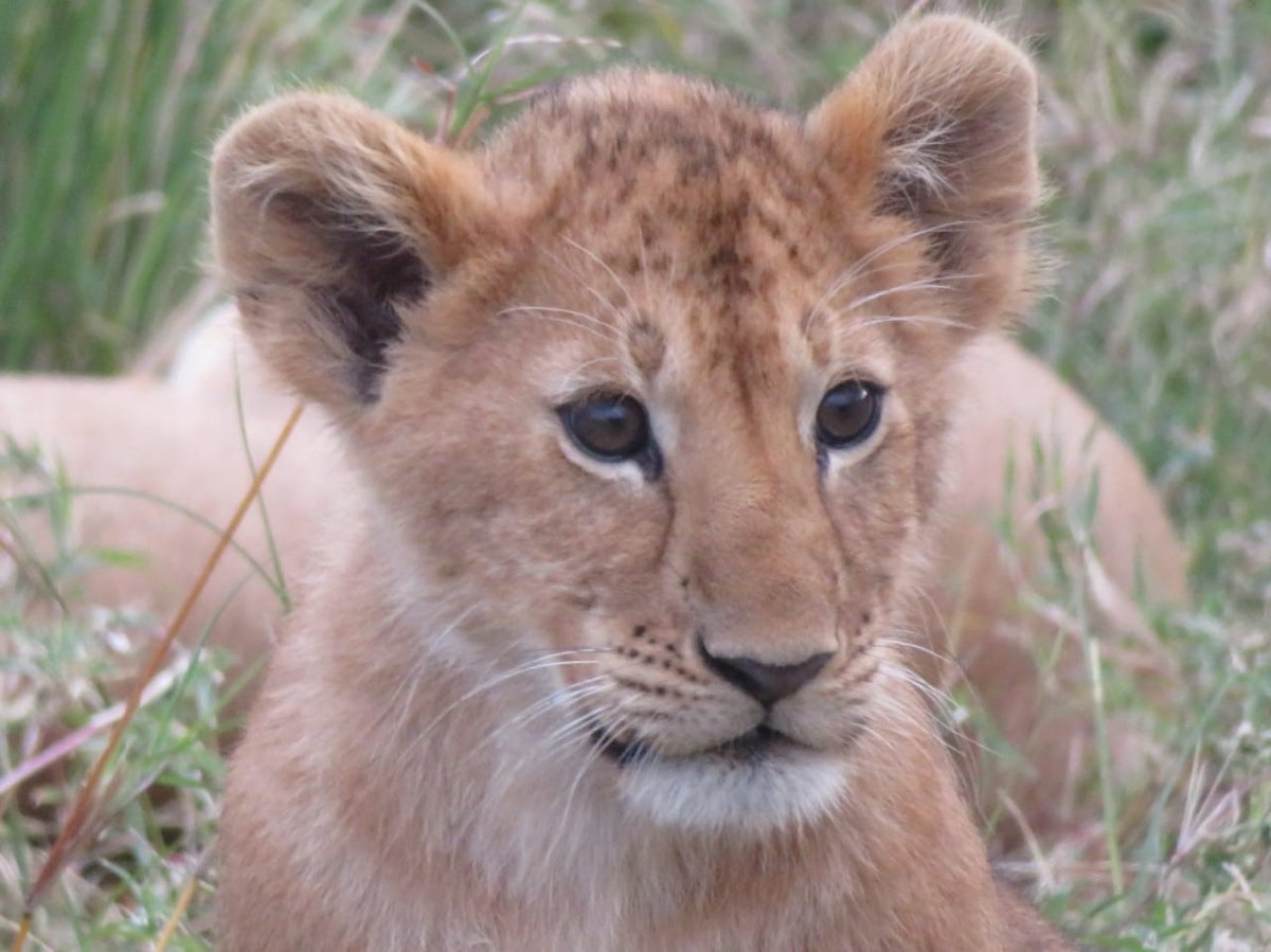 Saruni_Basecamp's tweet photo. #Lion cub from the #Lemek Conservancy pride in the #MasaiMara at a month old.
📷Tinka, Saruni Mara #safari lodge guide https://t.co/aRshgwvy6h