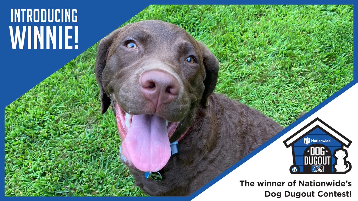 Minor League Baseball On Twitter Introducing Winnie Winner Of The Nwdogdugoutsweepstakes Winnie Will Be The New Face Of Nationwide Dog Dugout In 2022 Https T Co 60fd2lauhe Dog Baseball Games 2022
