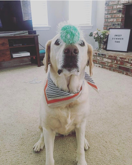 The Farmer's Dog tweet media