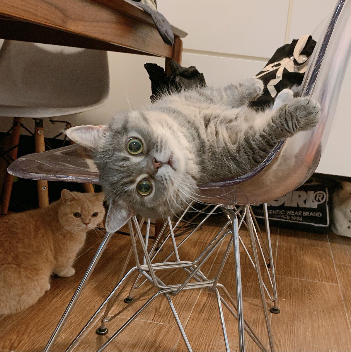 Top Tweets for #立つ猫 on Twitter. - TwStalker - 猫 立つ 画像